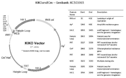 Kiko vector 시스템을 이용한 목적 BVMO 효소의 genome integration 전략 (Kiko vector manual, ™Addgene )