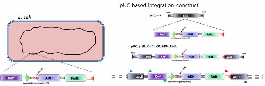 Induction free 시스템 + antibiotics free 시스템 구축을 위한 genome integration