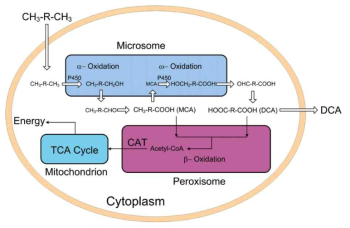 C. tropicalis를 이용한 하이드로카본의 산화 반응을 통한 디카르복실산 생산 개념도