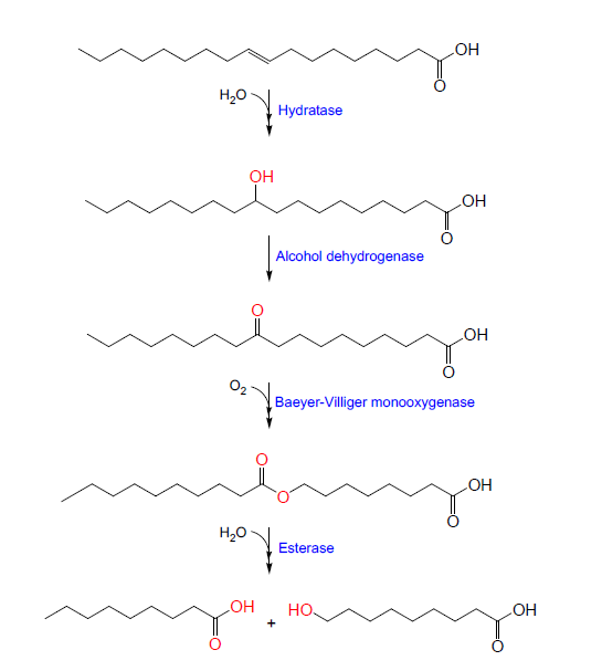 올레산으로부터 ω-hydroxynonanoic acid의 생산 경로도