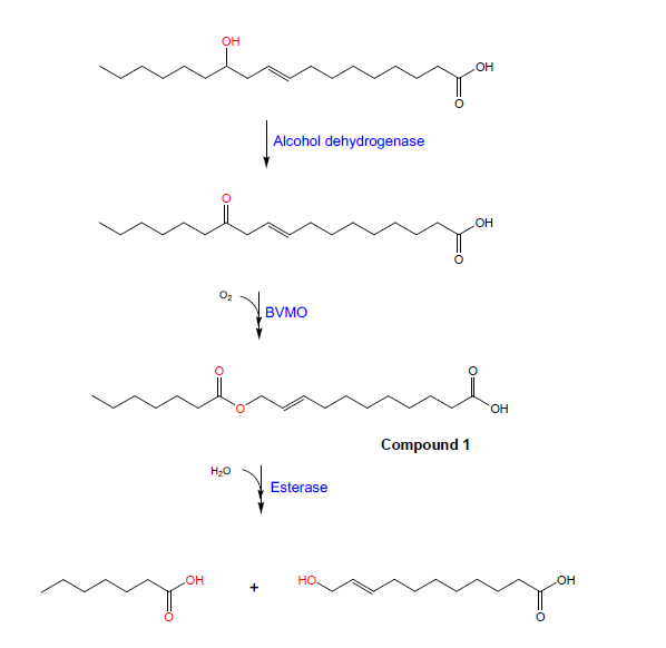 리시놀레산으로부터 ω-hydroxyundec-9-enoic acid의 생산 경로도