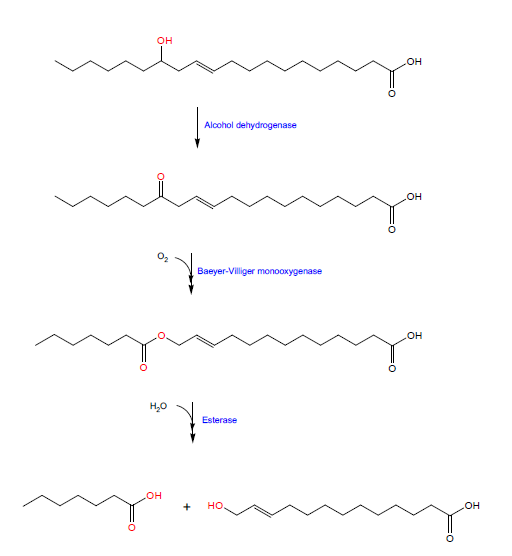 레스쿼롤로산으로부터 ω-hydroxytridec-11-enoic acid의 생산 경로도