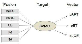 BVMO활성 개선을 위한 퓨전 및 벡터 조합