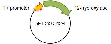 pET-28 Cp12H 맵