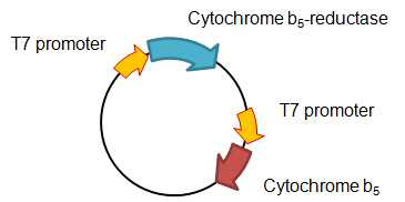 cytochrome b5 reductase 백터 맵
