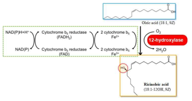 올레산으로부터 12-hydroxy cis-9-octadecenoic acid 전환경로