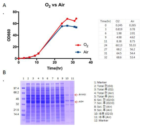 산소 사용 유무에 따른 고농도 배양 및 효소 발현 비교