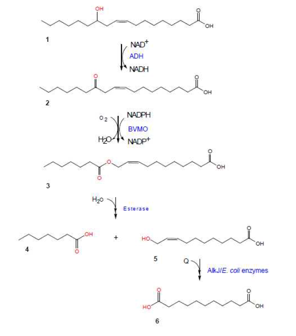 리시놀레산으로부터 C11 디카르복실산 생합성 경로