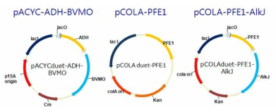 pACYC-ADH-BVMO, pCOLA-PFE1, pCOLA-PFE1-AlkJ의 구조