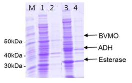 발현시스템에 따른 효소의 발현량 확인 (M: ladder, 1, 2: E. coli BL21 pACYC-ADH, pJOE-BVMO, pCOLA-PFE1 strain의 soluble과 insoluble fraction, 3, 4: E. coli BL21 pACYC-ADH-BVMO, pCOLA-PFE1 strain의 soluble과 insoluble fraction)