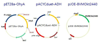 pET-OhyA, pACYC-ADH, pJOE-BVMO의 구조