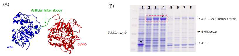 ADH–BVMO 퓨전 효소의 구조 모델링 결과 (A) 및 E. coli pACYC-ADH–BVMOfusion에서 생산된 ADH–BVMO 퓨전 효소 (화살표) 생산 결과 (B). ADH의 C-terminal과 BVMO의 N-terminal이 glycine linker에 의해 연결되었음