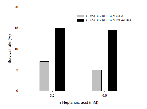 헵탄산 농도에 따른 DsrA 과발현 효과. 생존률은 각 농도의 헵탄산 처리 전후의 집락형성단위를 비교하였음