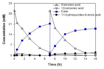 E. coli BL21(DE3) pAPTm-E6BVMOC302L-ADH의 high cell density 배양 후 리시놀레산을 30 mM로 두 차례 투입한 후 진행한 리시놀레산의 생물전환 결과. 리시놀레산 (△), 12-케토 올레산 (▽), 에스터 (■), C11 하이드록시카르복실산 (●)농도