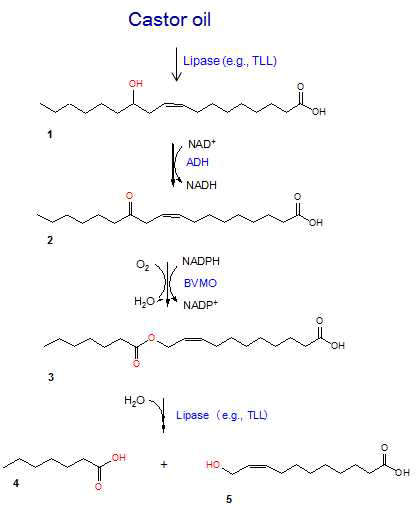 Castor oil로부터 C11 하이드록시카르복실산과 heptanoic acid 생산 경로