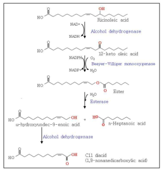 C11 디카르복실산 생산경로