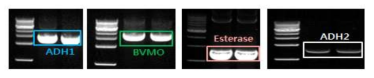 C11 디카르복실산 생산 관련 핵심유전자 확인 ADH1 from Micrococcus luteus BVMO from Pseudomonas putida KT2440 Esterase (pfe1) from P. fluorescens ADH2 (alkJ) from P. putida GPo1