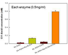 조효소 재이용시 C11 디카르복실산 생산 비교
