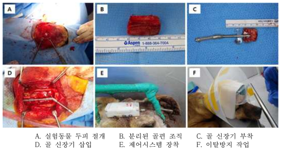 Mongrel Dog을 이용한 하이브리드 자동 골 신장기 수술모습