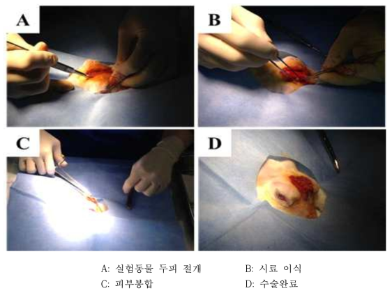 NZW Rabbit을 이용한 생분해성소재의 수술모습