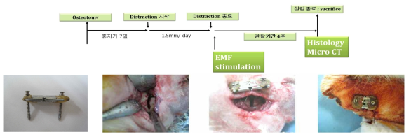 NZW Rabbit을 이용한 골 신장술 모델과 PEMF자극실험 진행