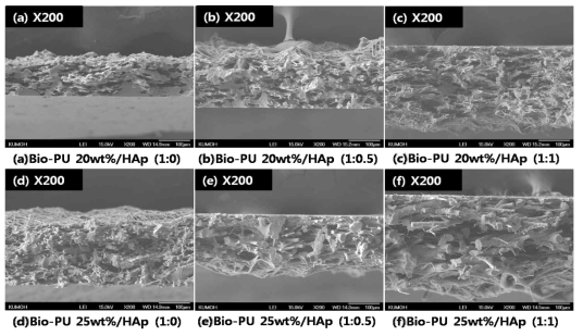 Bio-PU 20wt%, 25wt%의 단면 FE-SEM 이미지