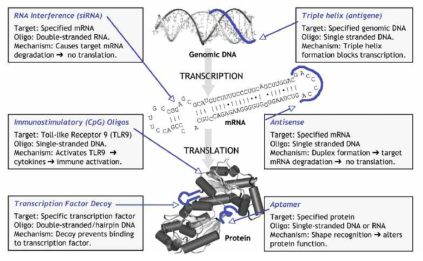 올리고약물의 기전 (Experimental and Molecular Pathology 2009, 86, 151)