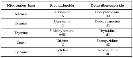 Base의 종류에 따른 Ribonucleoside 및 Deoxyribonucleoside의 종류 및 명칭