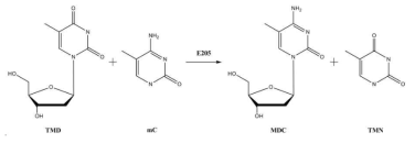 MDC 개발 scheme