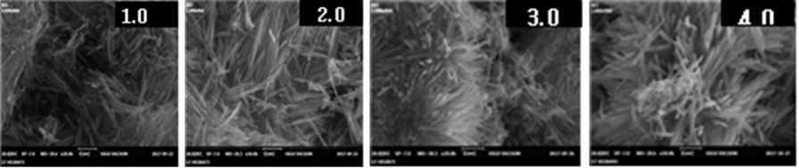 첨가된 Nb의 함량에 따른 수열 합성된 Nb-doped VO2(B)의 SEM image들