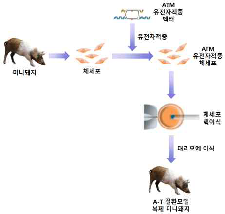 ATM 유전자적중 복제 미니돼지 생산 과정