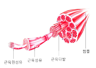 골격근 구조