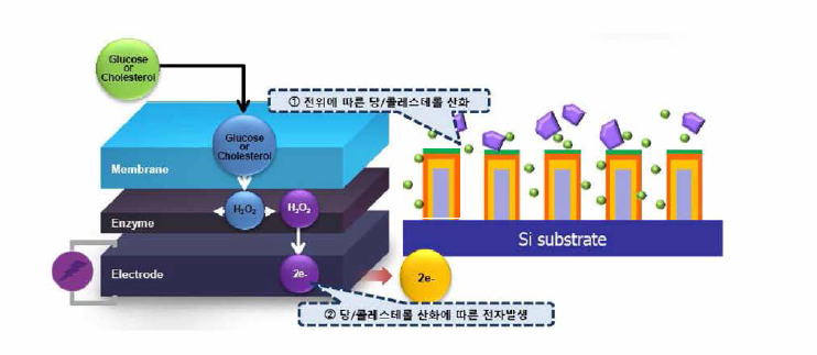 당/콜레스테롤 센서의 구조 및 원리