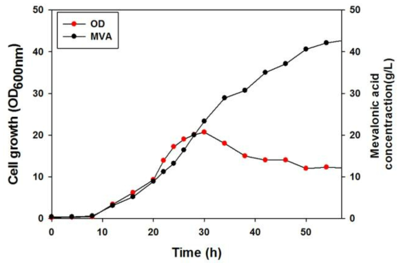 회분식 배양(batch culture)을 통한 메발론산 생산