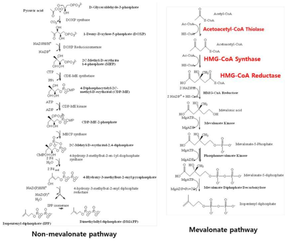 비메발론산 생합성 대사회로와 메발론산 생합성 대사회로