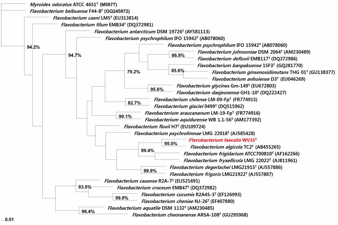 Flavobacterium WV 33 미생물의 16s rDNA sequence phylogenetic tree분석