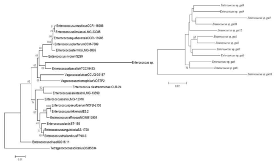 Enterococcus Gut sample7 미생물의 16s rDNA sequence phylogenetic tree 분석
