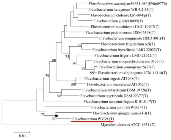 Flavobacterium WV39 미생물의 16s rDNA sequence phylogenetic tree 분석