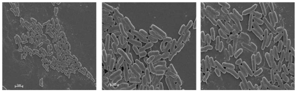 Flavobacterium WV33의 형태를 SEM 분석을 통해 확인