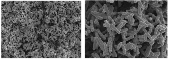 Flavobacterium WV39의 형태를 SEM 분석을 통해 확인