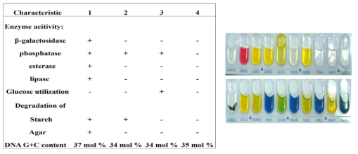 Flavobacterium WV33 효소 활성 테스트와 탄소원 활성 테스트