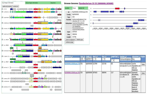 Flavobacterium WV33의 염기서열 분석을 바탕으로 메발론산 합성 유전자mvaE 정보 확보