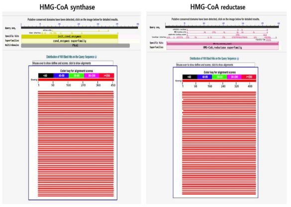 Flavobacterium WV33의 mvaE 유전 정보를 NCBI를 통해 확인