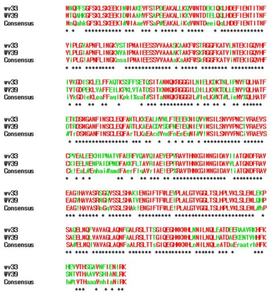 Flavobacterium WV33, Flavobacterium WV39의 Hydroxymethylglutaryl-CoA reductase (MvaE) 단백질 서열 분석