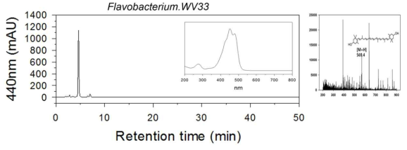 Flavobacterium WV39의 카로티노이드 분석 결과 zeaxanthin이 확인
