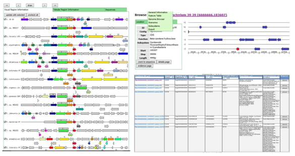 Flavobacterium WV39의 염기서열 분석을 바탕으로 카로틴노이드 합성 유전자 정보 확보