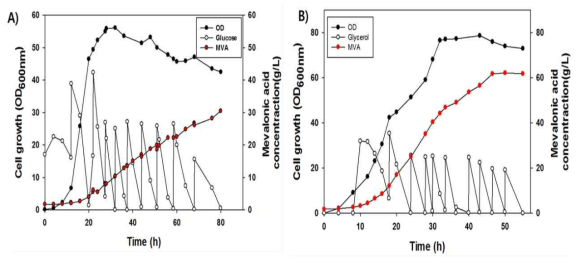 유가식 배양을 통한 포도당과 글리세롤을 이용한 메발론산 생산 비교 ( A : 포도당, B : 글리세롤 )