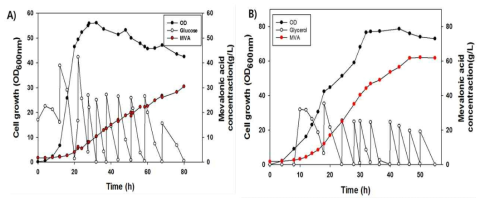 유가식 배양을 통한 포도당과 글리세롤을 이용한 메발론산 생산 비교 ( A : 포도당, B : 글리세롤 )