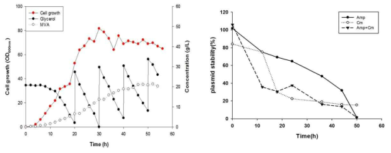유가식 배양에서 플라스미드의 안정성 측정
