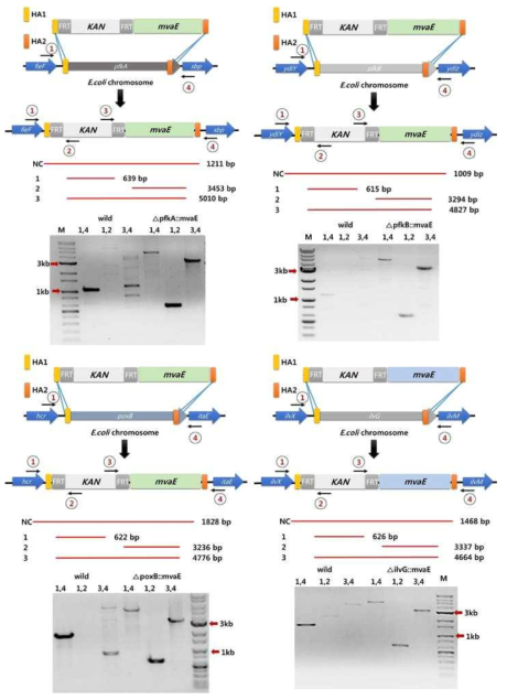 재조합 효소를 이용한 E.coli genome상에 mvaA 유전자 삽입